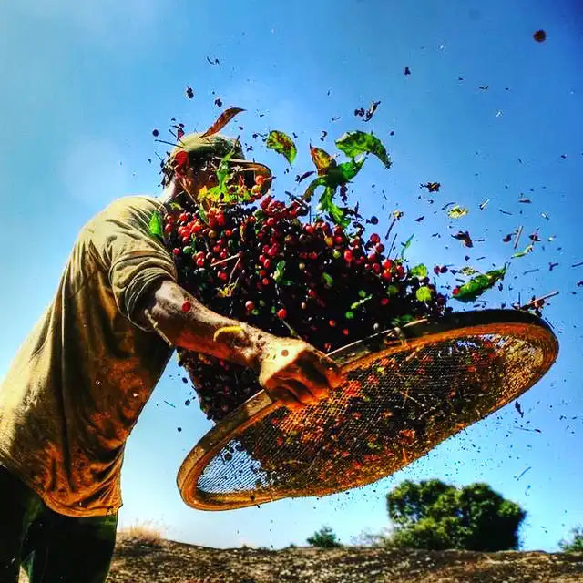 Coffee bean sifting.