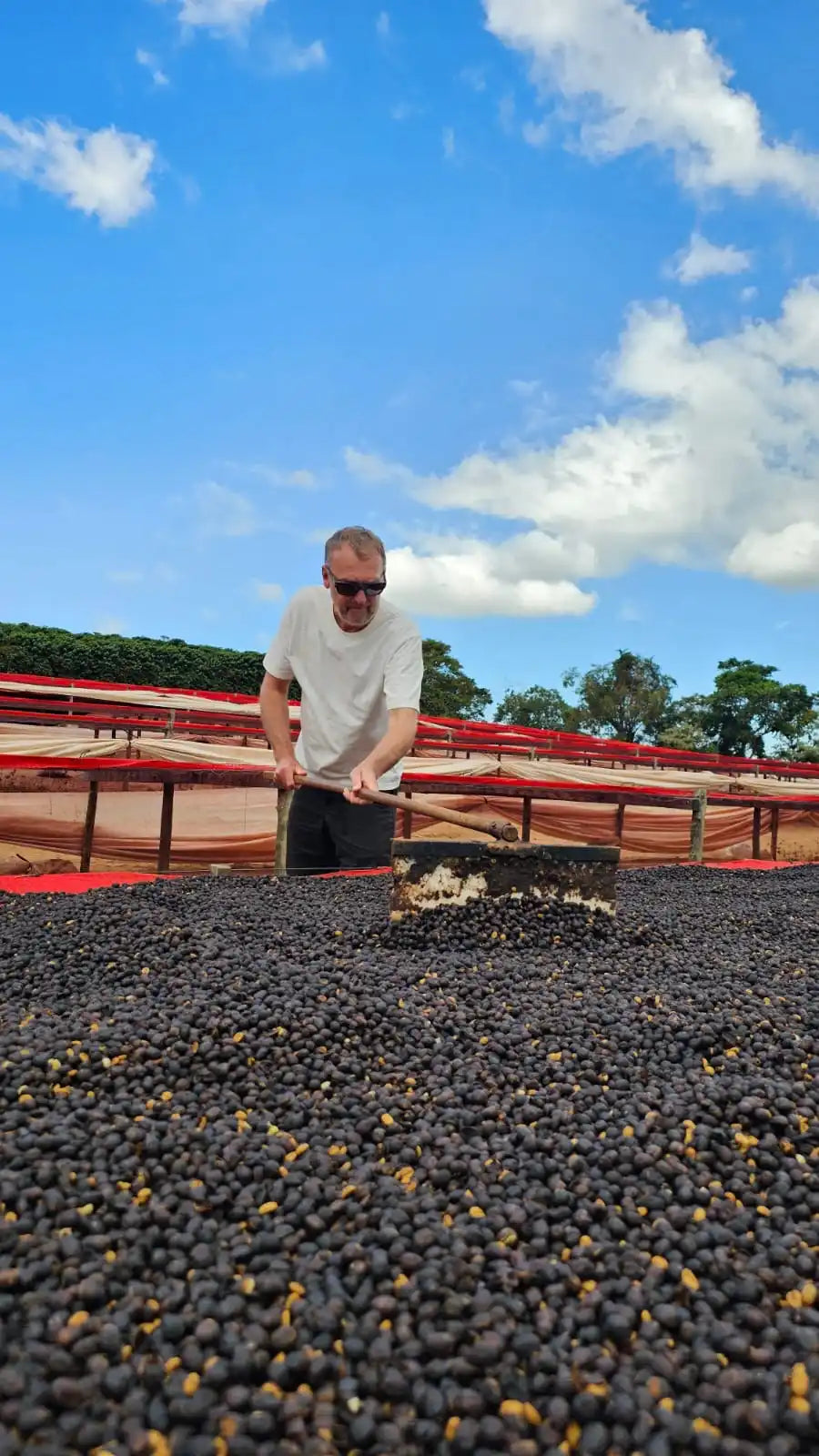 Coffee bean drying.