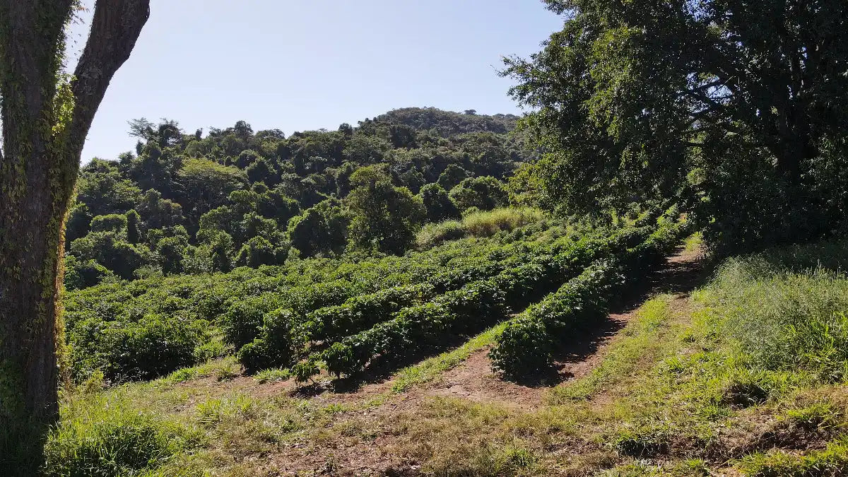 coffee-plantage-brazilie