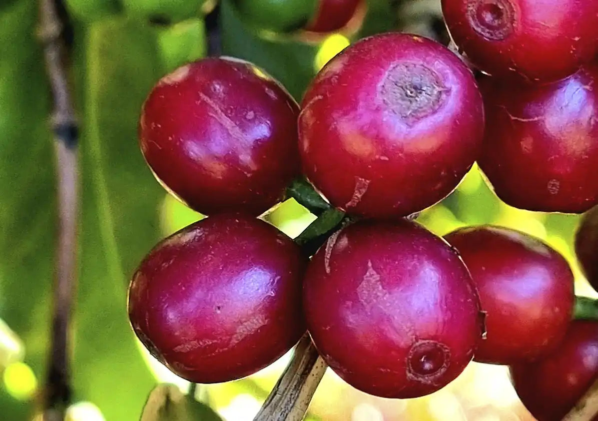 Ripe red coffee cherries.