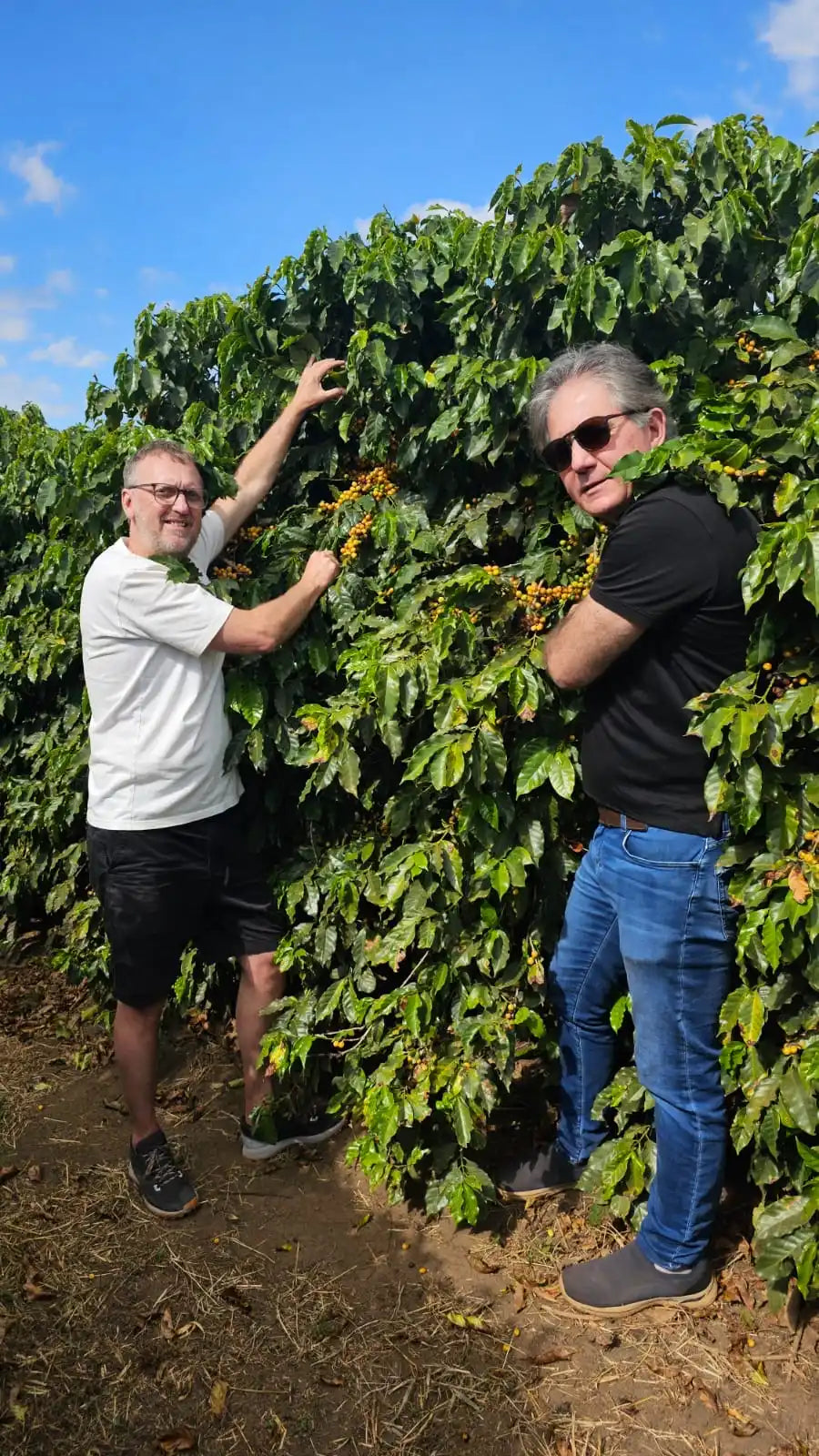 Two men near coffee plants.