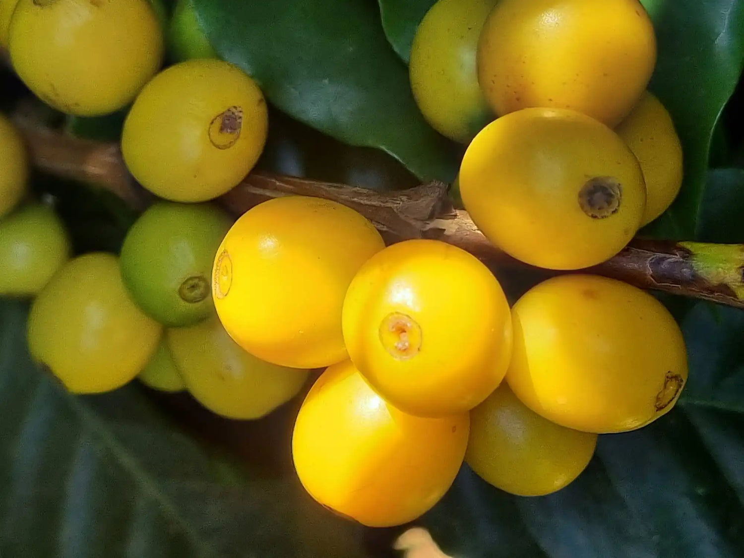 Yellow Coffee beans